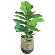 LCG Florals 48" Artificial Deluxe Fig Bush in Natural Colored Basket