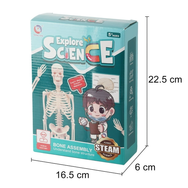 Graflsoa DIY Human Skeleton Model Kit for STEAM Education, Plastic