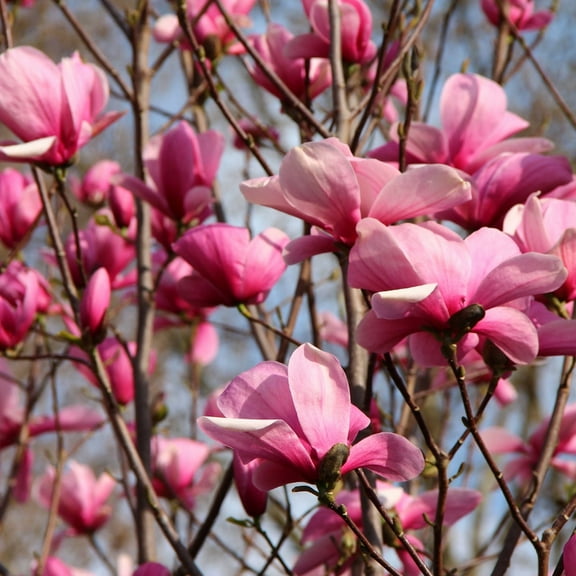 Ann Magnolia Plant Live, Dormant Tree, Pink Magnolia Tree Shrub, Ideal for Indoor Outdoor Garden, 2.5'' Pot