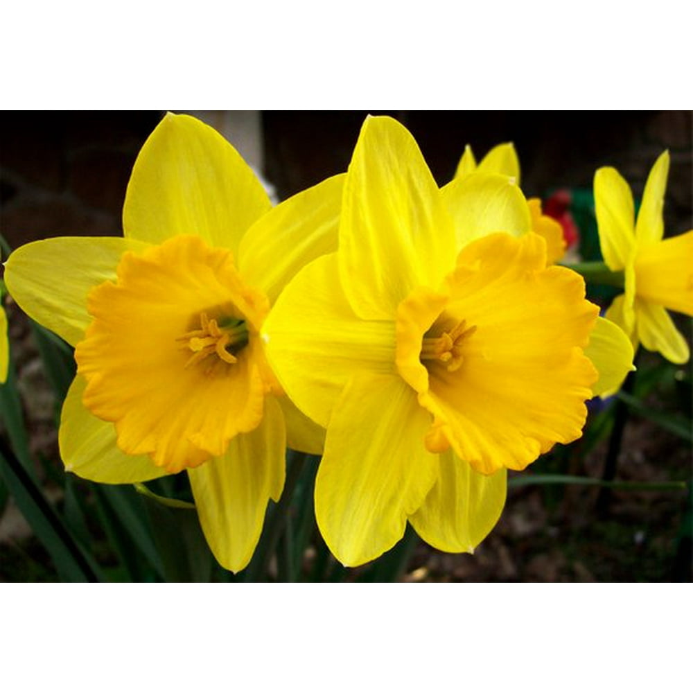 100 Dutch Master Daffodil Bulbs