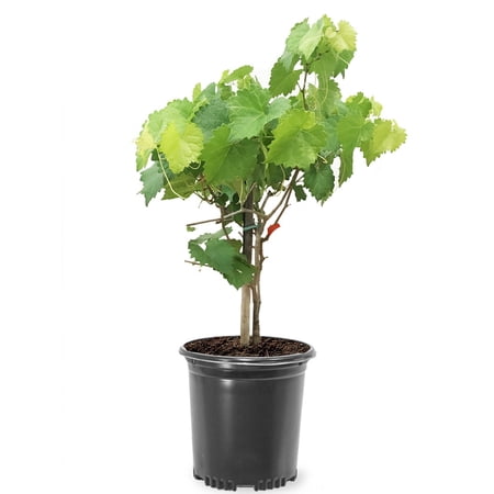Expert Gardener 2.5QT Grape Vanessa Edible Fruit Live Plants Full Sun Red