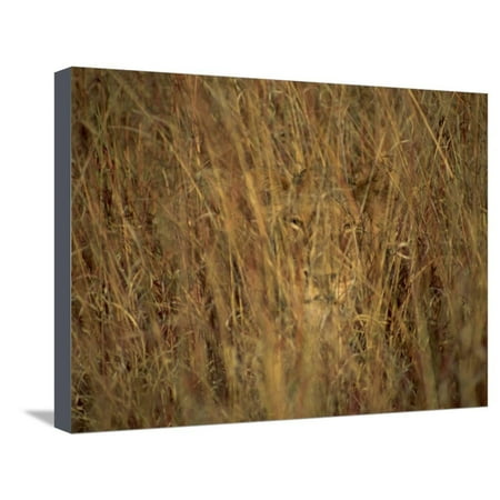 Great Wall Hyde Park Portrait of a Lioness Hiding and Camouflaged in Long Grass, Kruger National Park, South Africa Stretched Canvas Print Wall Art By Paul Allen ()