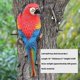 thumbnail image 2 of Realistic Parrot Resin Bird Animal Ornament Hanging 31cm Look Right Blue 26s, 2 of 2