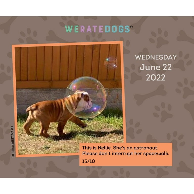 Weratedogs calendar on sale