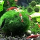 thumbnail image 1 of Bolas de musgo Marimo en vivo para acuarios y peceras | Decoración de acuarios naturales | Absorber impurezas | Apto para principiantes | Seguro para mascotas | Bolas gruesas de musgo de 4 cm, 1 of 7