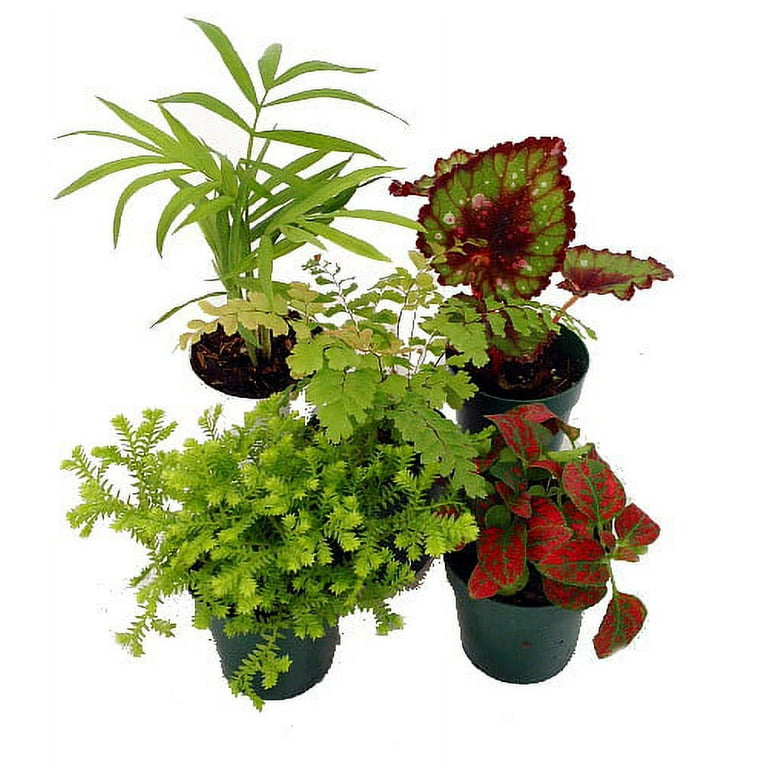 Terrarium & Fairy Garden Plants - 5 Plants in 2 Terrarium & Fairy Garden Plants - 5 Plants in 2