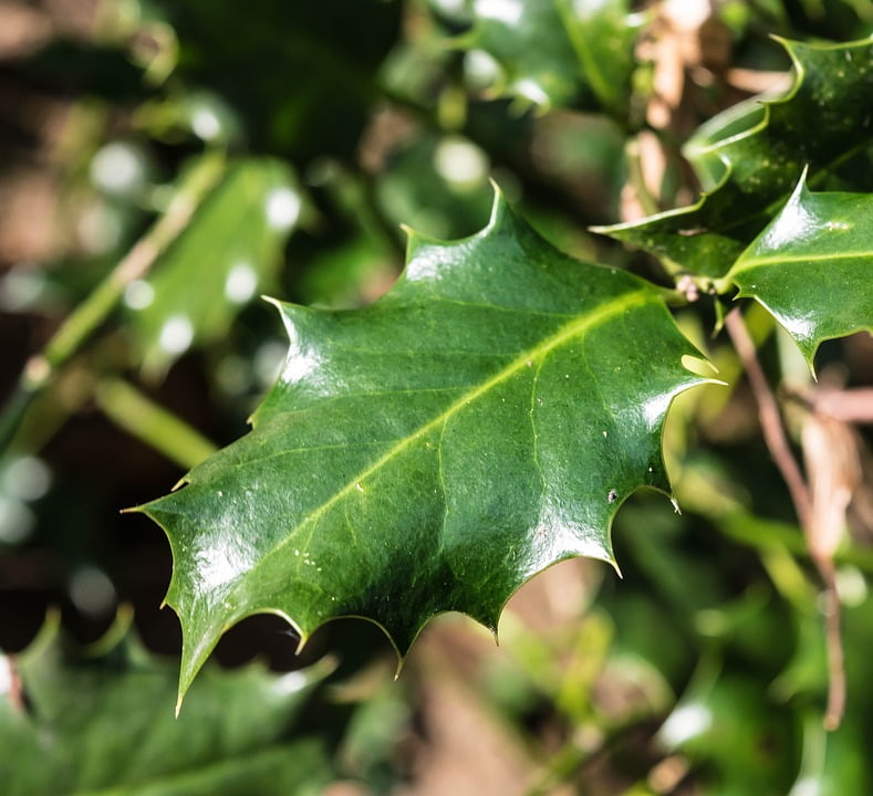 Leaf Periwinkle Spiny Holly Ilex Green Prickly-12 Inch BY 18 Inch ...