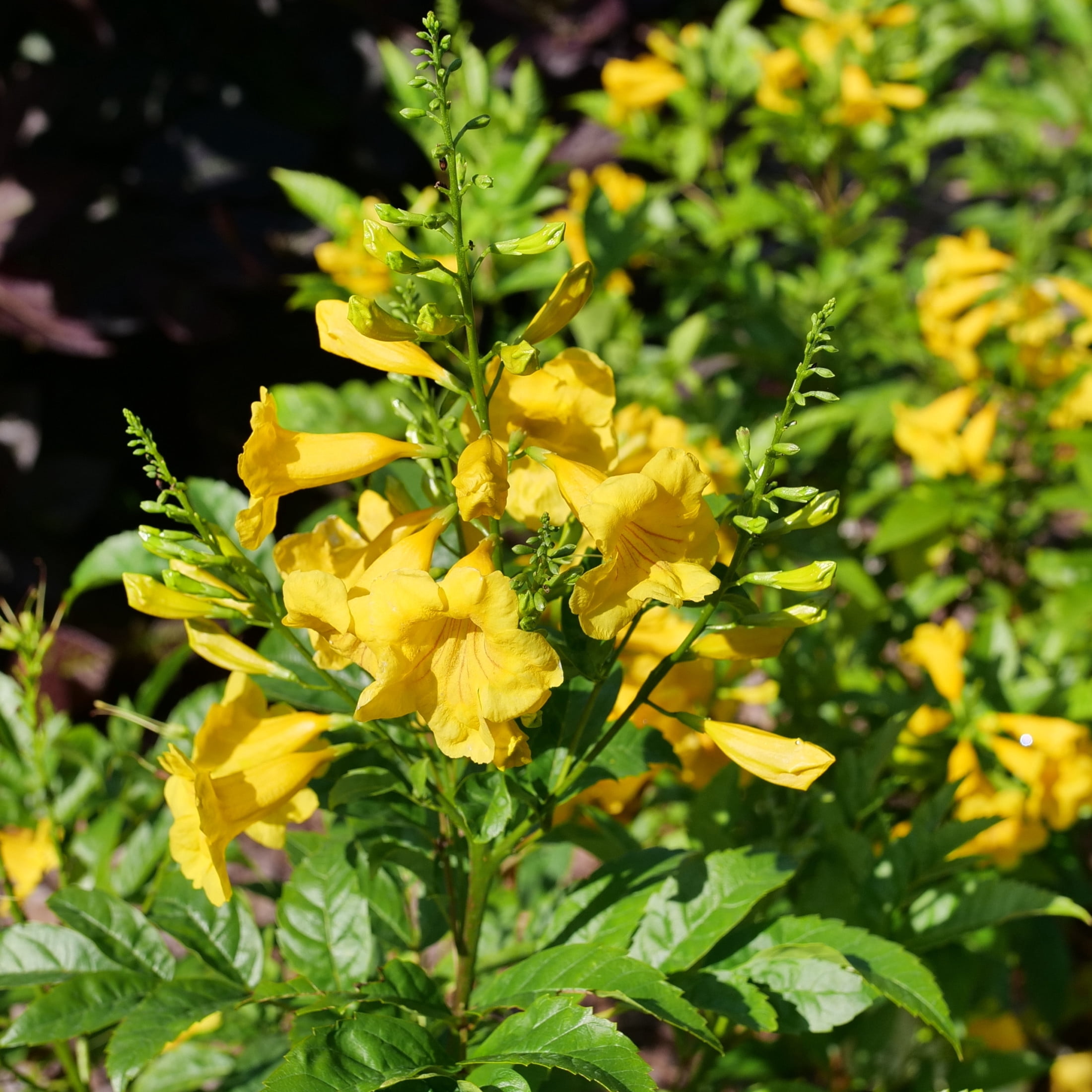 Proven Winners ColorChoice 5" Yellow Chicklet Gold Esperanza Live Plant in 4.5" Pot (4 Count)