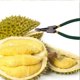 thumbnail image 5 of Durian Opener, Durian Peel Break Tool,Manual Durian Shelling Machine for Restaurant Grocery Utensils,green, 5 of 5