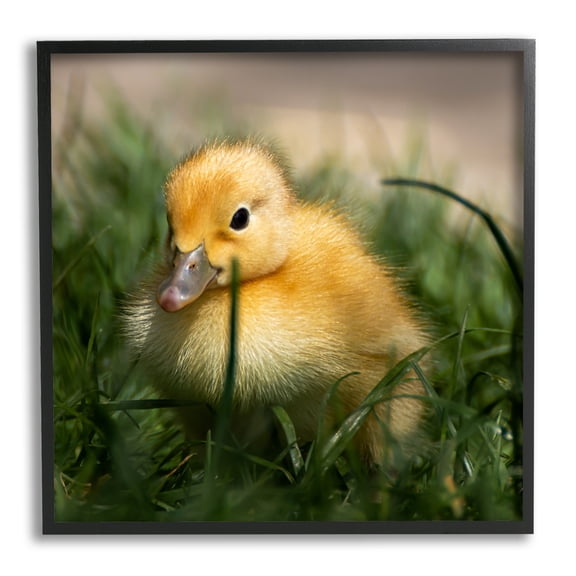Stupell Industries Baby Duckling in Grass Photography Animals & Insects Photography Black Framed Art Print Wall Art