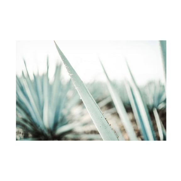 Canvas Wall Art - Krista Broadway 'Mulege' Wall Art for Living Room, Bedroom, or Office Décor by Trademark Fine Art - 19 x 12 Inches