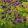 thumbnail image 2 of Easy to Grow Allium Purple Sensation 20 Plant Bulbs, Spring Summer Sun Zone 4-9, 2 of 6