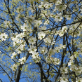 thumbnail image 4 of White Dogwood Tree Live Plant, 6-12'' Tall, Flowering Dogwood Tree for Outdoor Garden, No Ship to HI, AK, PR, 4 of 5