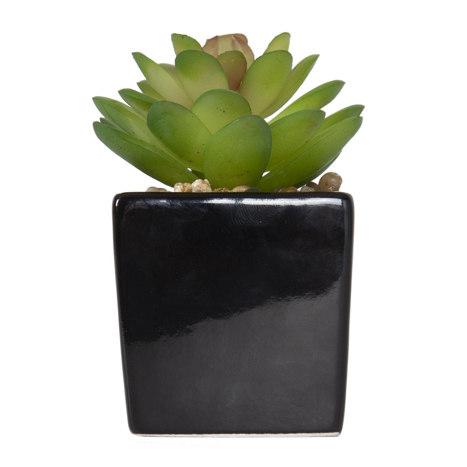Fausse plante grasse miniature Kibo avec pot noir 9,5cm H x 4,5cm D
