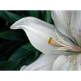 thumbnail image 2 of Christensen, Jim 24x19 Gold Ornate Wood Framed with Double Matting Museum Art Print Titled - Macro Lily, 2 of 4