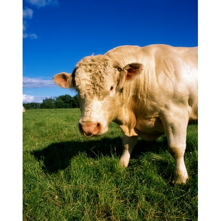 Charolais Bull Ireland Canvas Art - The Irish Image Collection  Design Pics (13 x