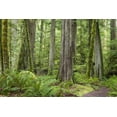 thumbnail image 2 of Paulson, Don 24x17 White Modern Wood Framed Museum Art Print Titled - Washington, Olympic NP Barnes Creek Trail forest, 2 of 4