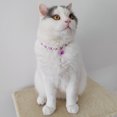 thumbnail image 3 of CBFFDC Pet Supply Pet Collar Skin Touch Pearls Colored Beads Trendy Personality Multicolor Adjustable Accessories, 3 of 6