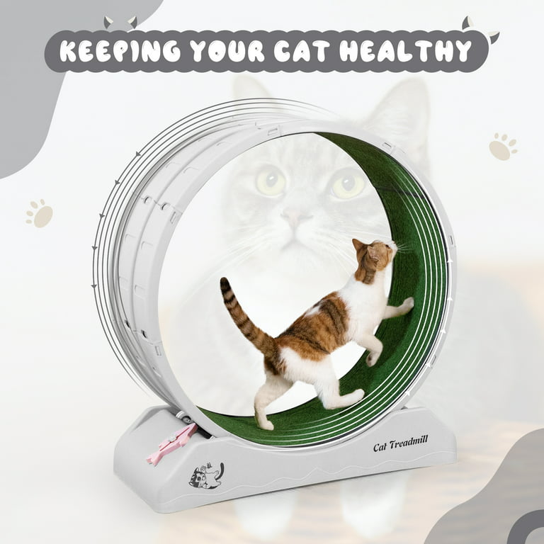 7 Fun Games to Exercise Your Cat's Brain at Menards®