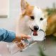 thumbnail image 1 of Xihbxyly Comedero para Gatos, Diseño de Cuenco Doble Inclinado, Cuenco de Vidrio Resistente a Altas Temperaturas, Solución de Alimentación a Prueba de Derrames, Ideal para Gatos y Perros Pequeños, El, 1 of 7