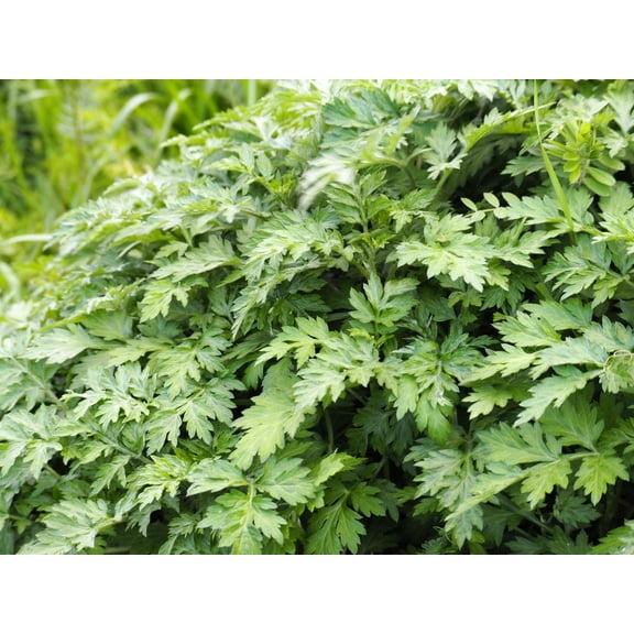 1000 JAPANESE MUGWORT Artemisia Princeps Korean Wormwood Yomagi Herb Yellow Flower Seeds