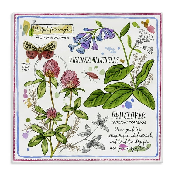 Stupell Industries Wild Herbs Diagram Plants & Flowers Painting Wrapped Canvas Art Print Wall Art, 17 x 17