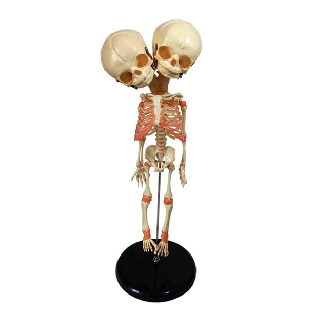 Double Headed Baby Skeleton Model with Base Halloween Ornament