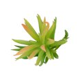 thumbnail image 1 of 10x Fake Succulents Small Vivid Useful Simulated Plants Multi-functional Lifelike Photo Props for Household Yards Lawn Flowerpot Type 37, 1 of 9