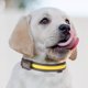 thumbnail image 1 of Collar y correa con luz para mascotas | Luz LED de seguridad para perros recargable por USB y energía solar | Collar luminoso ajustable e impermeable con múltiples modos para paseos nocturnos y, 1 of 2