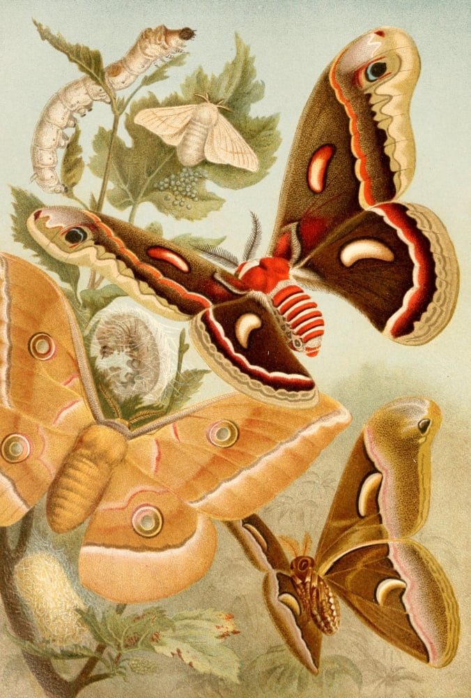 Brehms Tierleben 19