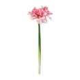 thumbnail image 2 of karymi Artificial Clivia Amaryllis Flower 1pcs Faux Realistic Blooms Tall 25.19 In Home Decor Wedding Centerpiece Vase Floral Arrangement House Decor, 2 of 6