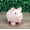Pink, variant on 1 Pack Plastic Cute Pig Money Bank,Unbreakable Piggy Saving Money Box Coin Bank for Boys Girls Kids Adults Home Decoration(Blue)