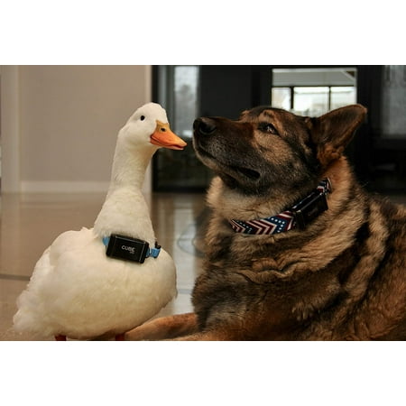 Cube - Dog Collar GPS Strap and Clips