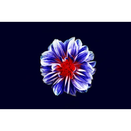 Canvas Print Flora Hd Wallpaper Flower Blossom Bloom Stretched Canvas 10 x