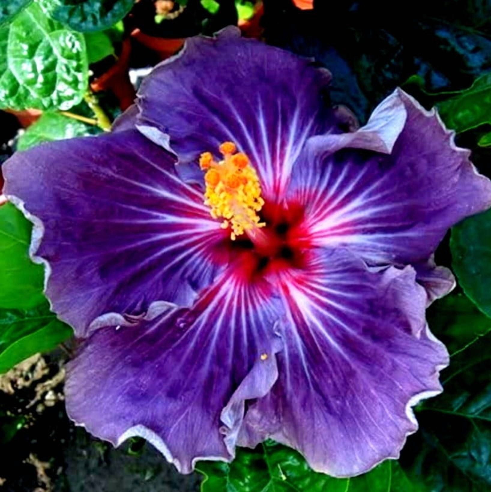 7 Hibiscus Cuttings for Planting Purple Hibiscus Flower Plant Perennial  Flowering Shrub Outdoor Indoor Garden, image size:1636x1640