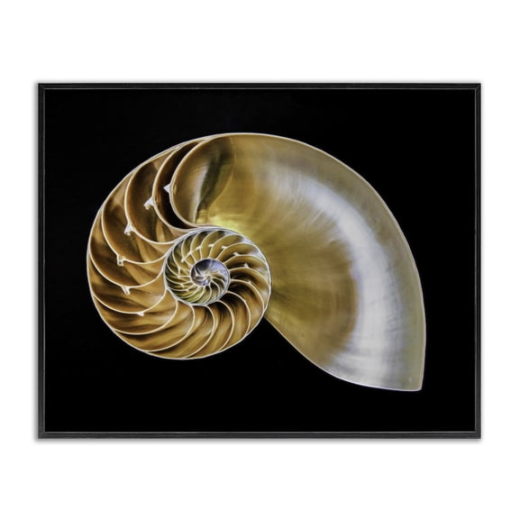 Stupell Industries Tan Nautilus Shell on Black Animals Painting Black Framed Art Print Wall Art, 14 x 11