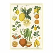 Cavallini & Co. Decorative Italian Paper, Citrus