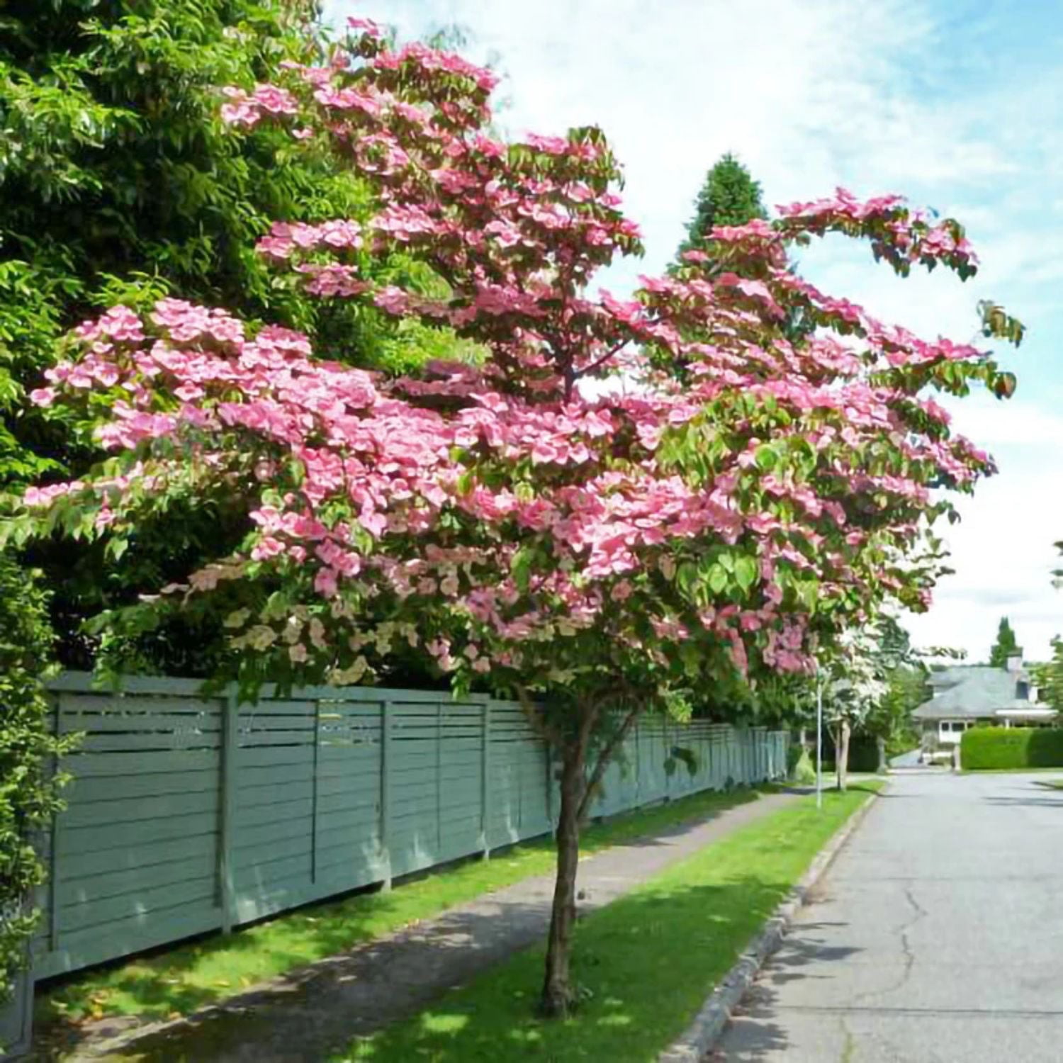Expert Gardener 3-4' Dogwood Satomi in 1 gal. Grower Pot