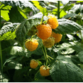 thumbnail image 4 of Fall Gold Raspberry Live Plant 4 to 6 Inch Tall, Golden Raspberry Plant, Sweet Yellow Berries for Garden, 4 of 7