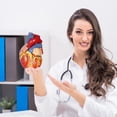 thumbnail image 4 of Modelo anatómico de corazón humano a escala 1:2 con 49 estructuras, 4 of 6