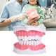 thumbnail image 3 of Estudio De Enseñanza Dental, Modelo De Dientes Con Cepillo De Dientes, Educación Para Niños, Modelo De Cepillado De Dientes, Enseñanza De Cuidado Bucal, 3 of 7