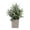 Red, variant on 7.8-inch Tall Indoor Lavender Artificial Flower in Pulp Pot, Realistic Small Pot Plants Indoor Home Livingroom Kitchen Office Table Centerpiece Floral Decoration, 1Pc, Multicolor(Purple,2.4x2.4x7.8")