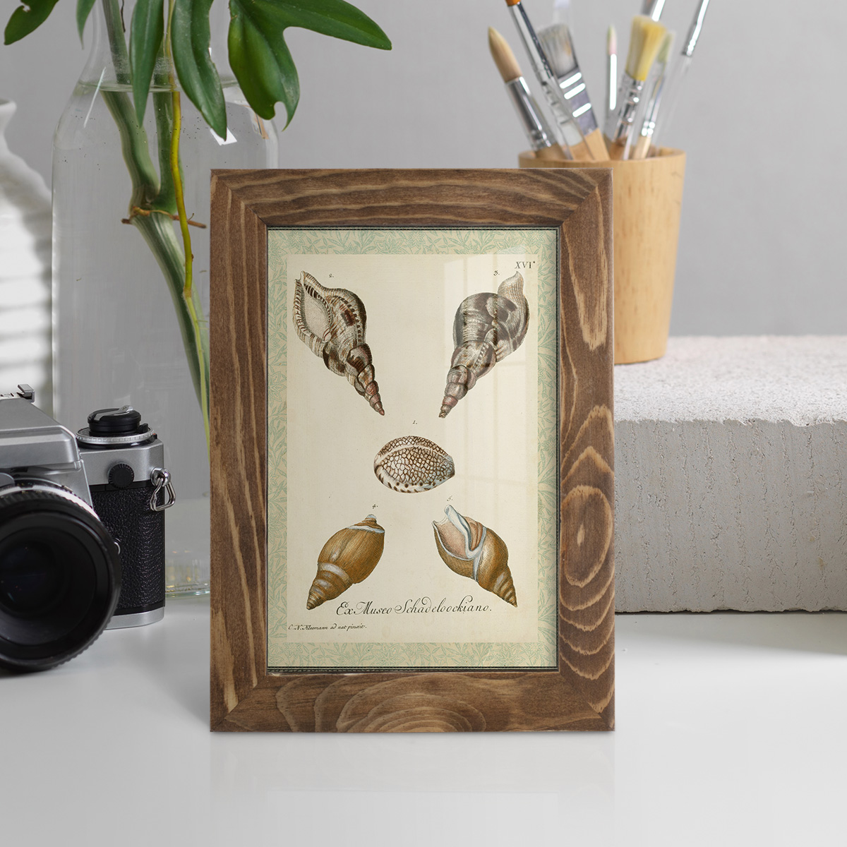 Bookplate Shells VIII - Framed Print w/glass - Walnut