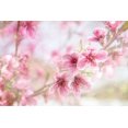thumbnail image 2 of LightBoxJournal 18x13 White Modern Wood Framed Museum Art Print Titled - Cherry Pops 01, 2 of 4