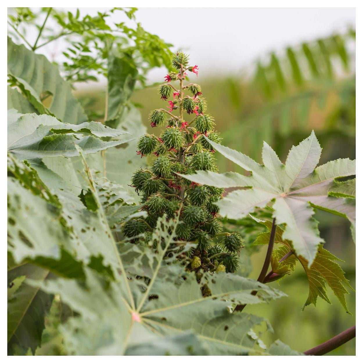 Everwilde Farms Zanzibar Castor Bean Flower Seed