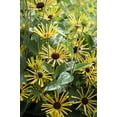 thumbnail image 7 of Seedville 300 Sweet Coneflower/ Rudbeckia Subtomentosa Flower Seed, 7 of 7