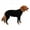 Black, variant on Clearance Dog Recovery Suit Abdominal Wound Protector Puppy Medical Surgical Clothes Post-Operative Vest Pet After Surgery Wear Substitute E-Collar & Cone