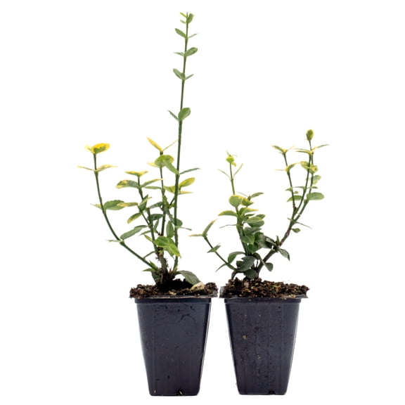 2 Green ‘n’ Gold Euonymus – Variegated Evergreen Shrub for Groundcover, Borders & Low Hedges (Euonymus fortunei ‘Emerald ‘n’ Gold’) in 3.5″ Cubes, Live Plants
