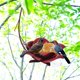 thumbnail image 2 of Comedero para pájaros Kusrkot Alimentador de Alimentación de Recambio de hierro para colibrí, 2 of 8
