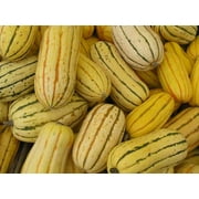 50 DELICATA SQUASH Striped Sweet Potato Cucurbita Pepo Vegetable Seeds